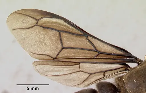 Dorylus nigricans specimen CASENT0172662 image casent0172662_5
