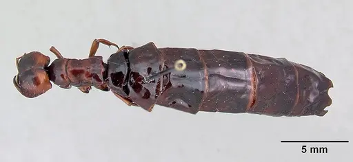 Dorylus nigricans specimen CASENT0172663 image casent0172663_1
