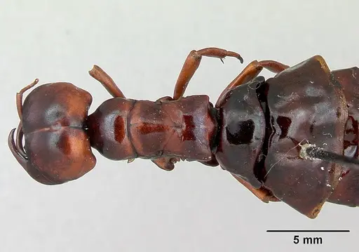 Dorylus nigricans specimen CASENT0172663 image casent0172663_2