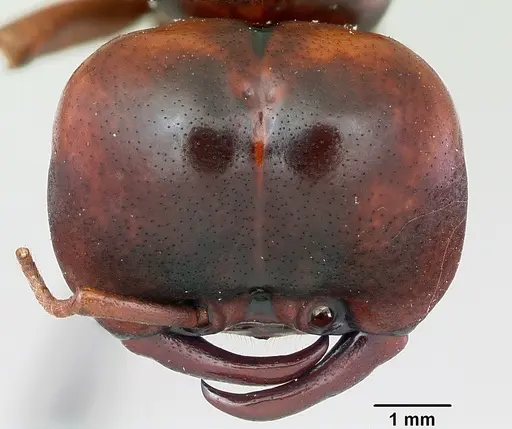 Dorylus nigricans specimen CASENT0172663 image casent0172663_3