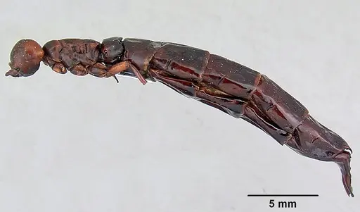 Dorylus nigricans specimen CASENT0172663 image casent0172663_4