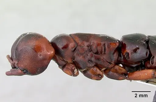 Dorylus nigricans specimen CASENT0172663 image casent0172663_5