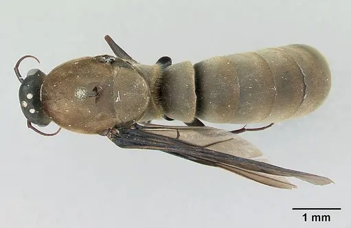 Dorylus nigricans specimen CASENT0172775 image casent0172775_1