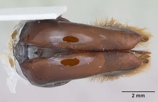 Dorylus nigricans specimen CASENT0172775 image casent0172775_2