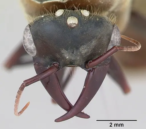 Dorylus nigricans specimen CASENT0172775 image casent0172775_3