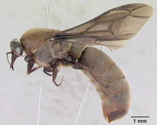 Dorylus nigricans specimen CASENT0172775 image casent0172775_4