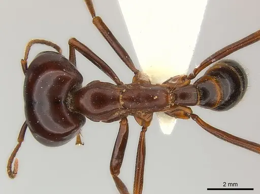 Dorylus nigricans specimen CASENT0217152 image casent0217152_1