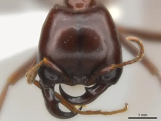 Dorylus nigricans specimen CASENT0217152 image casent0217152_2