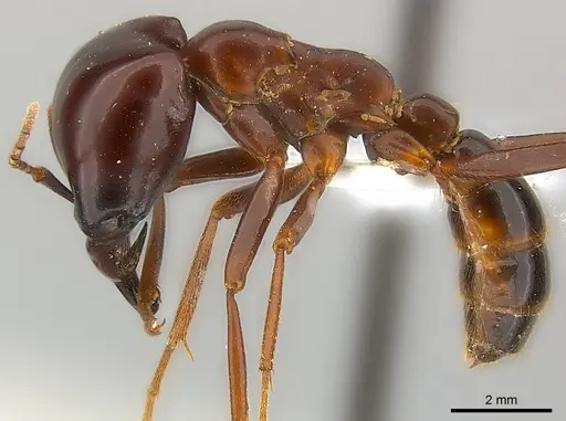 Dorylus nigricans specimen CASENT0217152 image casent0217152_3