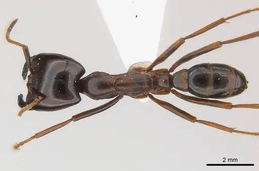Dorylus nigricans specimen CASENT0217153 image casent0217153_1