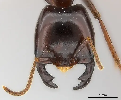Dorylus nigricans specimen CASENT0217153 image casent0217153_2