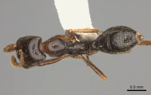 Dorylus nigricans specimen CASENT0217466 image casent0217466_1