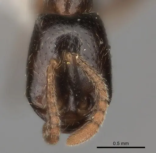 Dorylus nigricans specimen CASENT0217466 image casent0217466_2