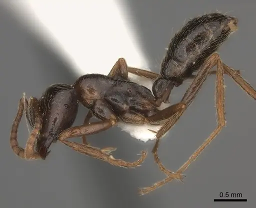 Dorylus nigricans specimen CASENT0217466 image casent0217466_3