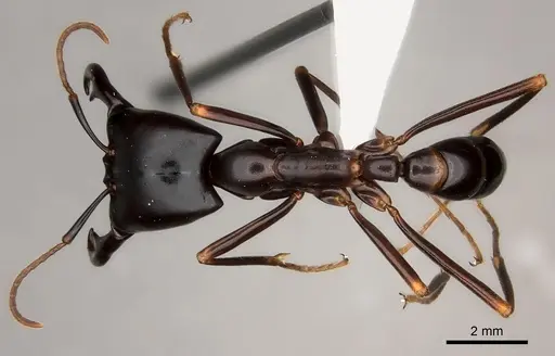 Dorylus nigricans specimen CASENT0217467 image casent0217467_1