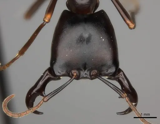 Dorylus nigricans specimen CASENT0217467 image casent0217467_2