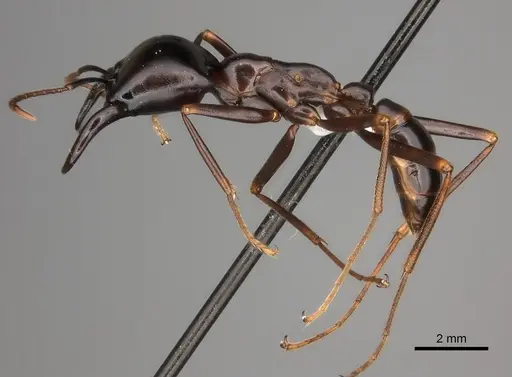 Dorylus nigricans specimen CASENT0217467 image casent0217467_3