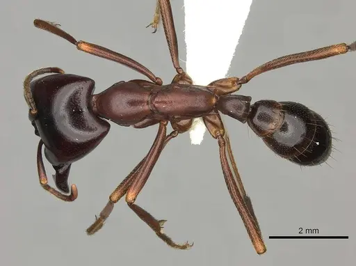 Dorylus nigricans specimen CASENT0235173 image casent0235173_1
