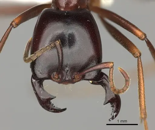 Dorylus nigricans specimen CASENT0235173 image casent0235173_2
