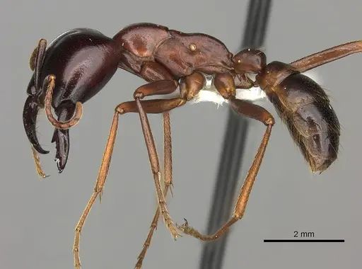 Dorylus nigricans specimen CASENT0235173 image casent0235173_3