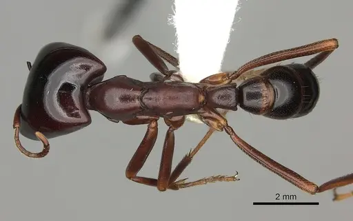 Dorylus nigricans specimen CASENT0235174 image casent0235174_1
