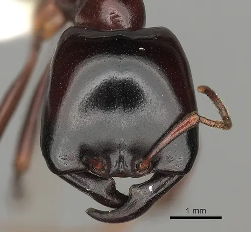 Dorylus nigricans specimen CASENT0235174 image casent0235174_2