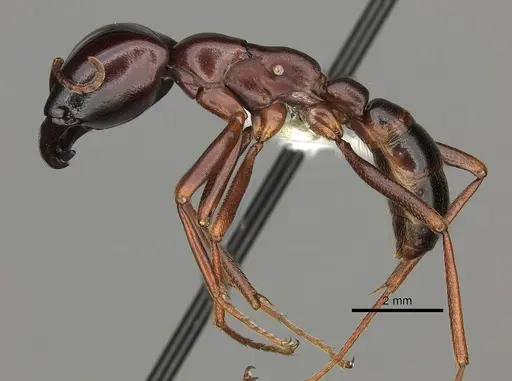 Dorylus nigricans specimen CASENT0235174 image casent0235174_3