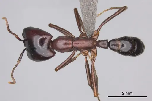 Dorylus nigricans specimen CASENT0235484 image casent0235484_1