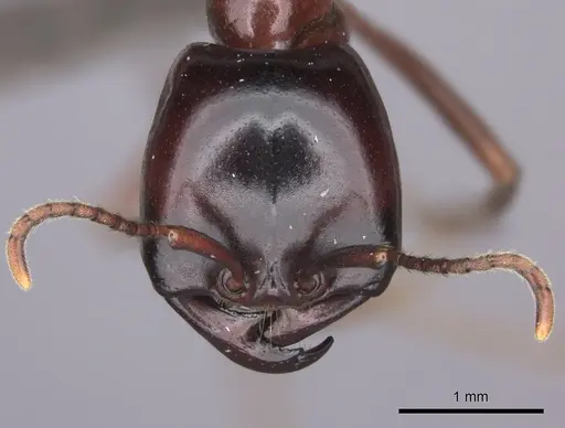 Dorylus nigricans specimen CASENT0235484 image casent0235484_2