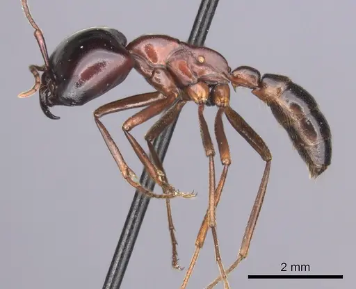 Dorylus nigricans specimen CASENT0235484 image casent0235484_3