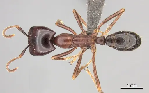Dorylus nigricans specimen CASENT0235485 image casent0235485_1