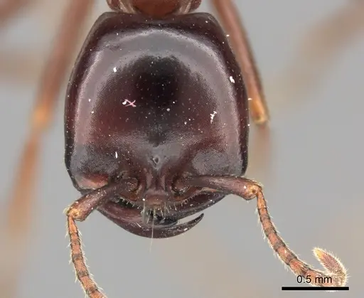 Dorylus nigricans specimen CASENT0235485 image casent0235485_2