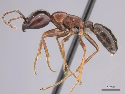Dorylus nigricans specimen CASENT0235485 image casent0235485_3