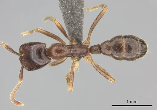 Dorylus nigricans specimen CASENT0235486 image casent0235486_1