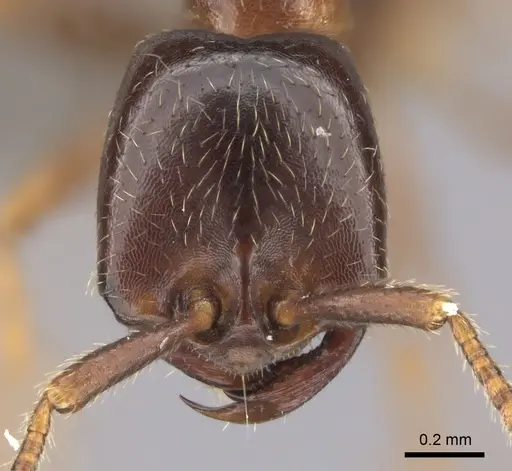 Dorylus nigricans specimen CASENT0235486 image casent0235486_2