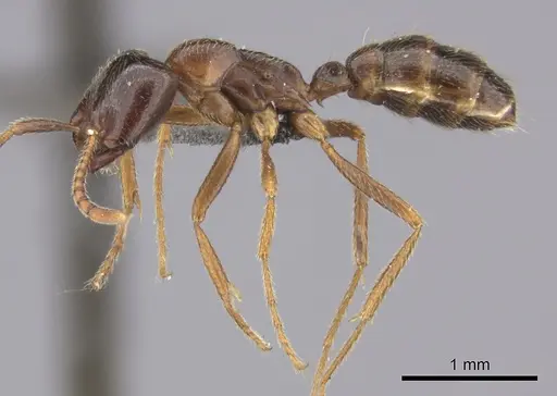 Dorylus nigricans specimen CASENT0235486 image casent0235486_3
