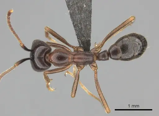 Dorylus nigricans specimen CASENT0235487 image casent0235487_1