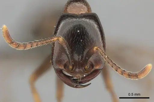 Dorylus nigricans specimen CASENT0235487 image casent0235487_2