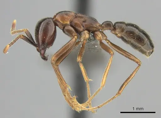 Dorylus nigricans specimen CASENT0235487 image casent0235487_3