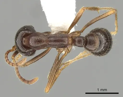 Dorylus nigricans specimen CASENT0249435 image casent0249435_1