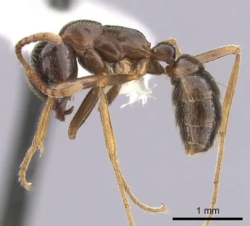 Dorylus nigricans specimen CASENT0249435 image casent0249435_3