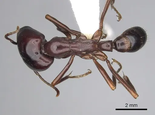 Dorylus nigricans specimen CASENT0249436 image casent0249436_1
