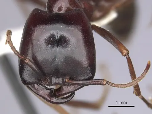 Dorylus nigricans specimen CASENT0249436 image casent0249436_2
