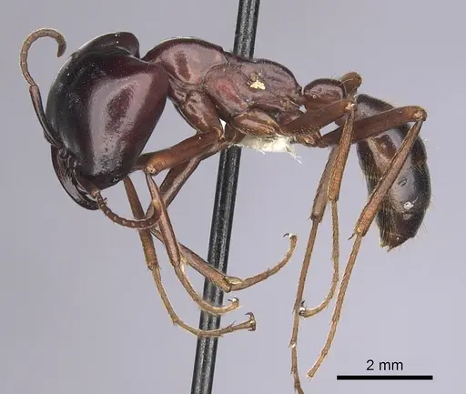 Dorylus nigricans specimen CASENT0249436 image casent0249436_3