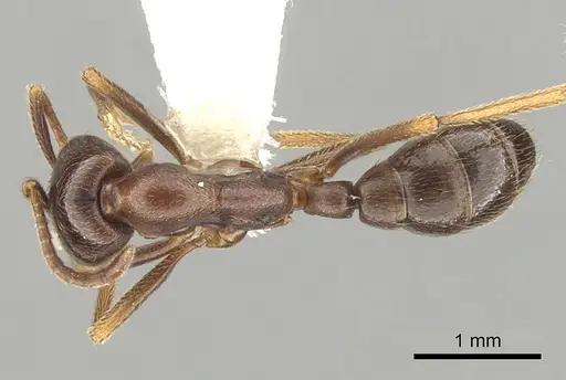 Dorylus nigricans specimen CASENT0249437 image casent0249437_1