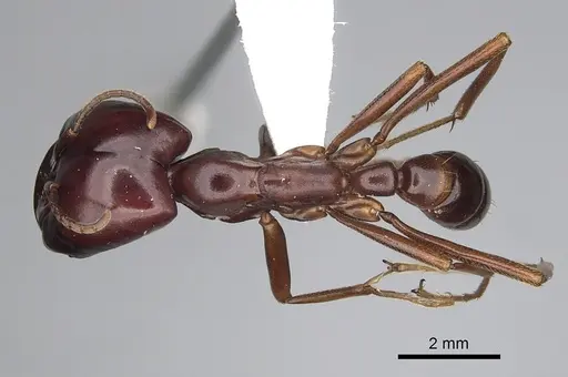 Dorylus nigricans specimen CASENT0249438 image casent0249438_1