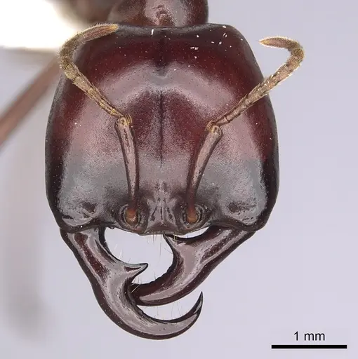 Dorylus nigricans specimen CASENT0249438 image casent0249438_2