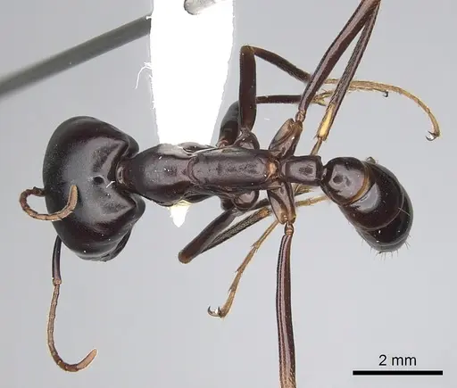 Dorylus nigricans specimen CASENT0249439 image casent0249439_1