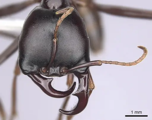 Dorylus nigricans specimen CASENT0249439 image casent0249439_2