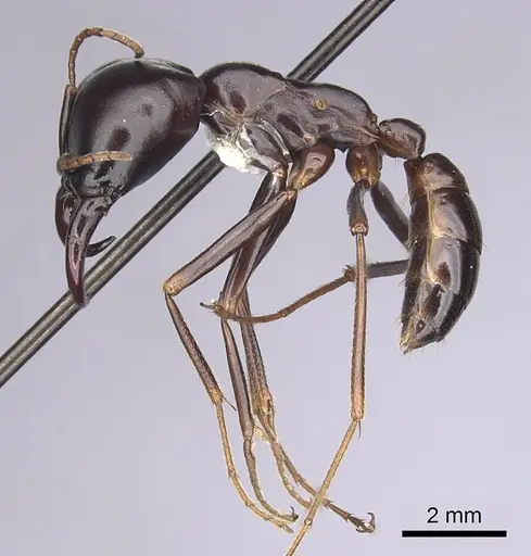 Dorylus nigricans specimen CASENT0249439 image casent0249439_3